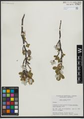 Foto von Salix vestita Pursh
